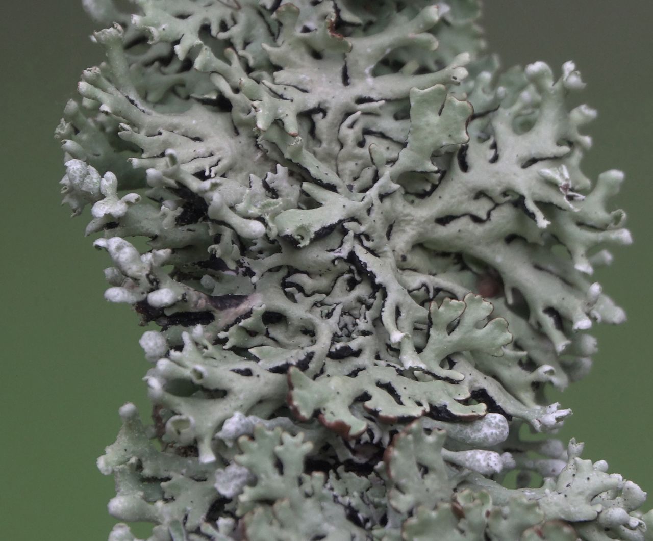 Гипогимния вздутая (Hypogymnia physodes)