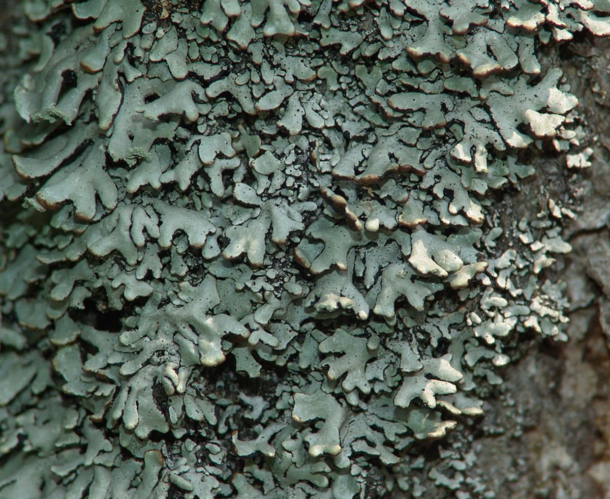 Гипогимниоидные лишайники (Hypogymnioid lichens)