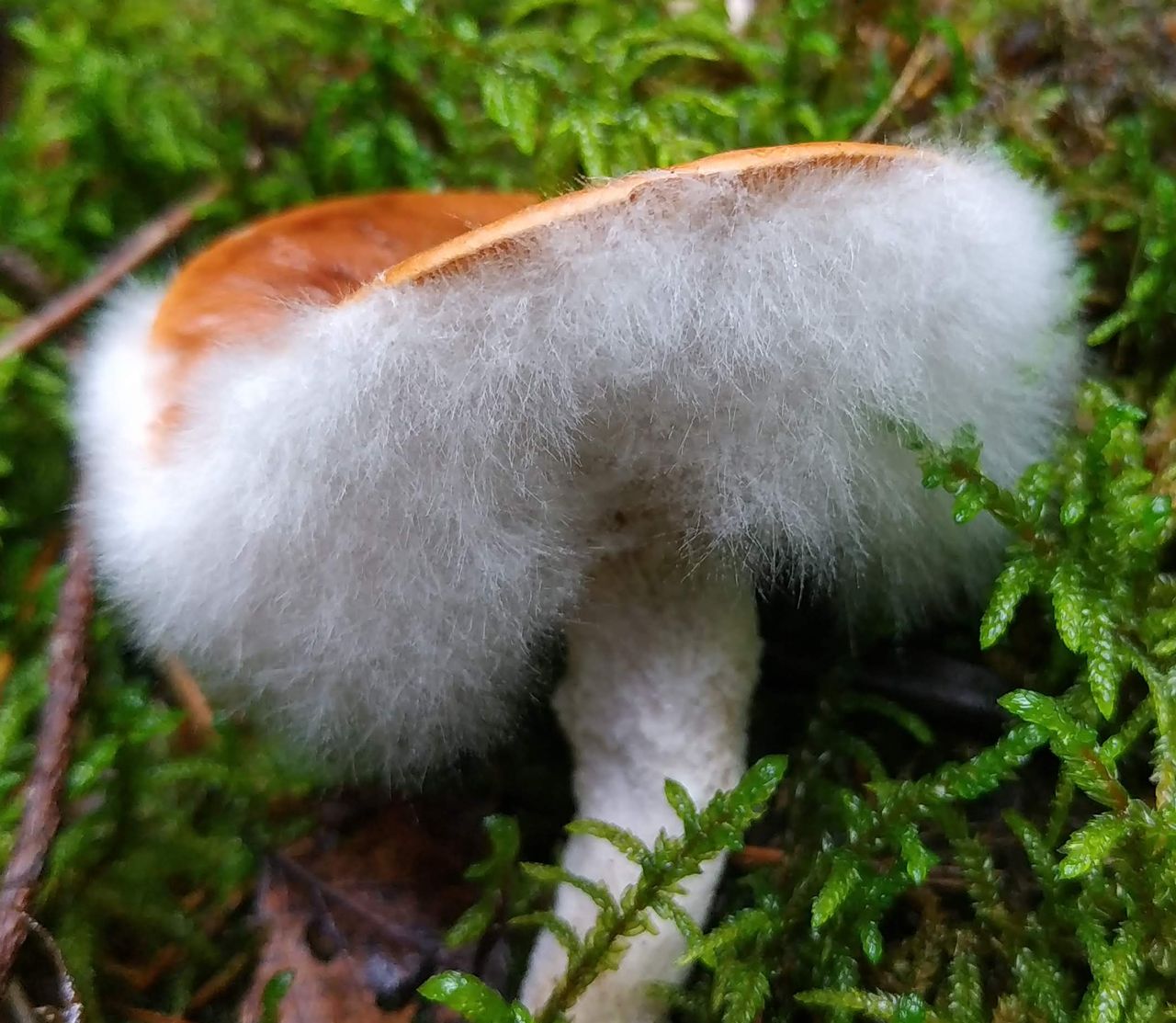 Гипомицес абрикосовый