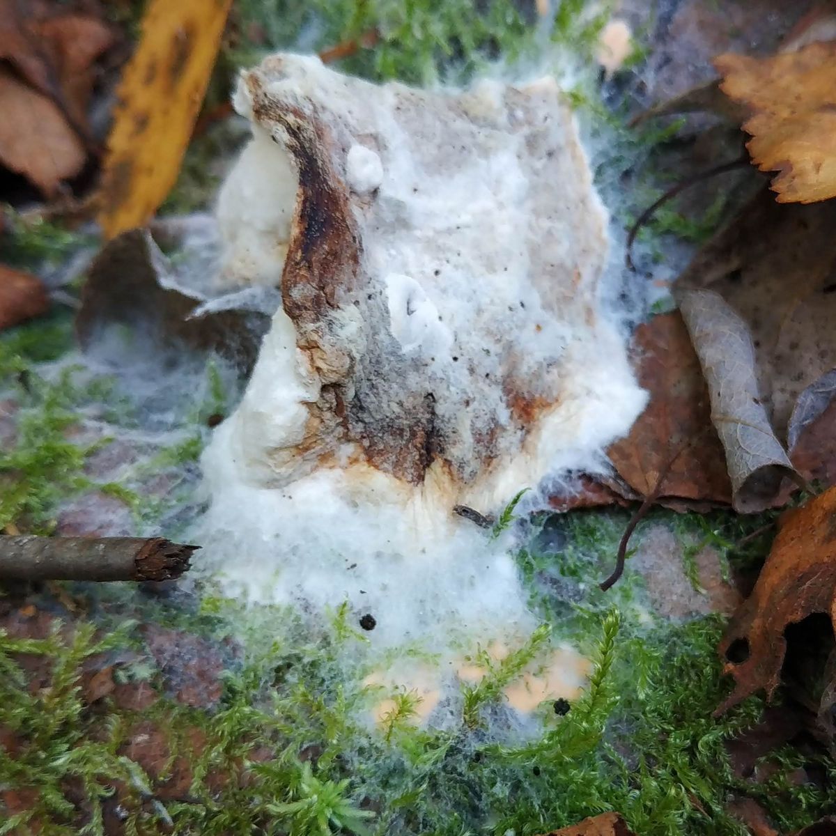 Гипомицес абрикосовый - Телеоморфная стадия