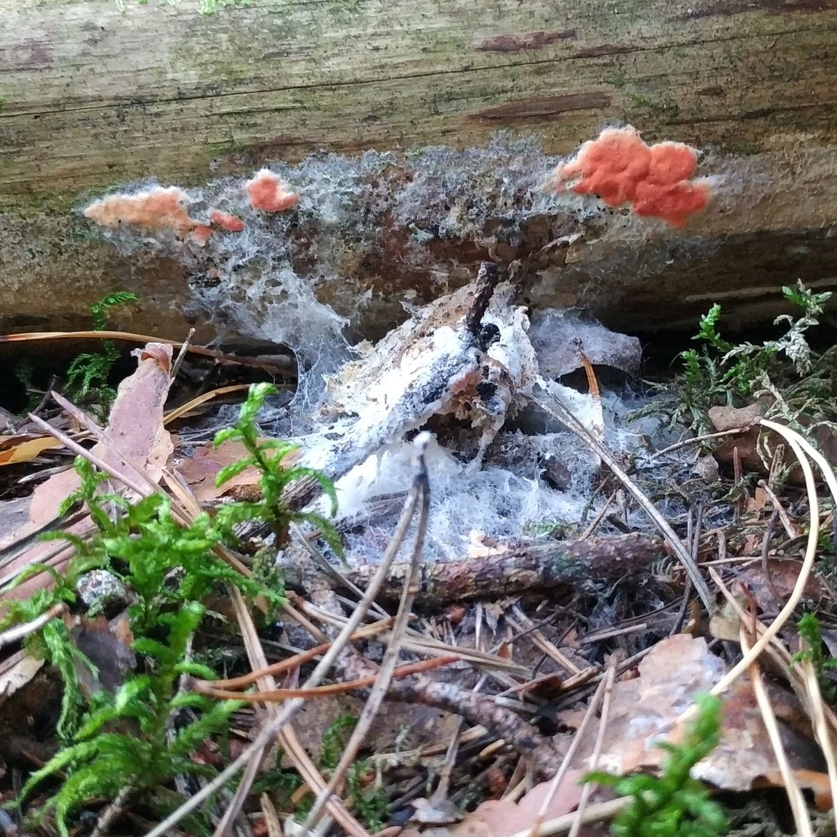 Гипомицес абрикосовый - Телеоморфная стадия