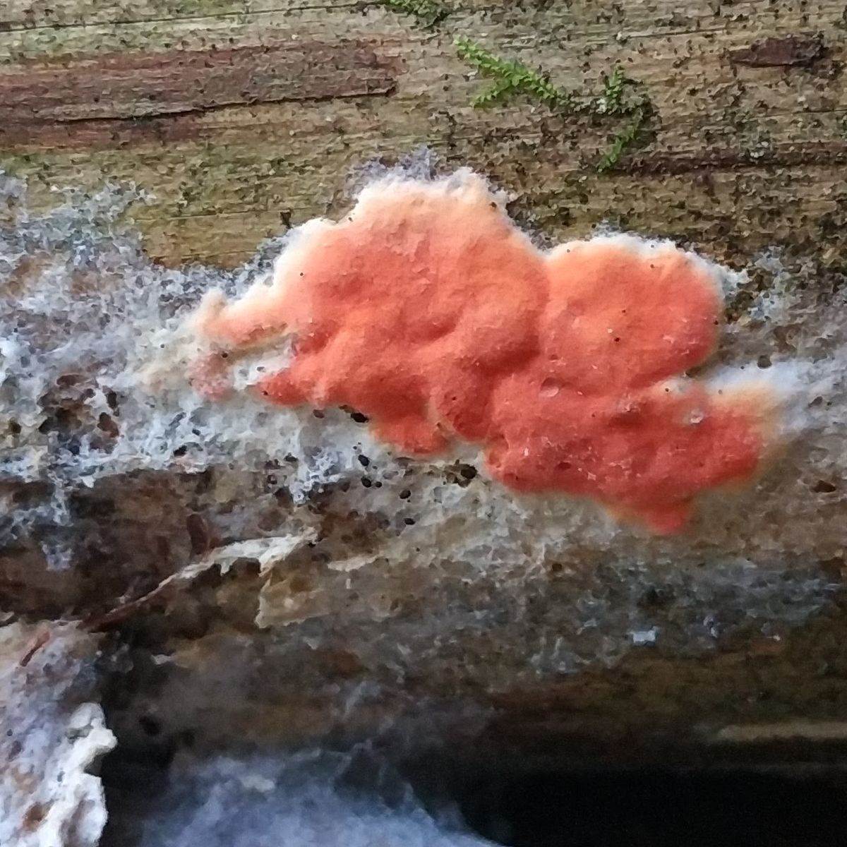 Гипомицес абрикосовый - Телеоморфная стадия