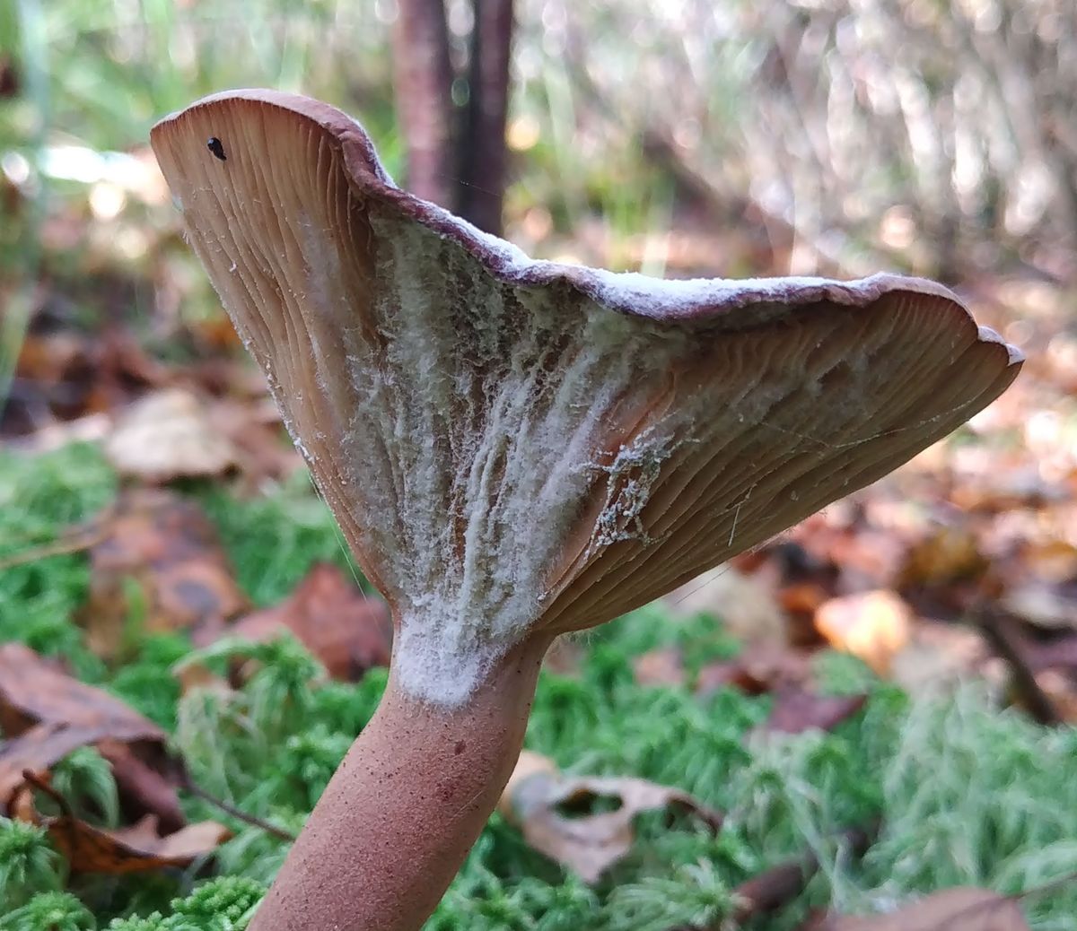 Гипомицес абрикосовый (Hypomyces armeniacus)