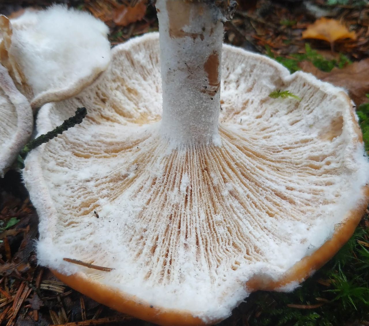 Гипомицес абрикосовый (Hypomyces armeniacus)