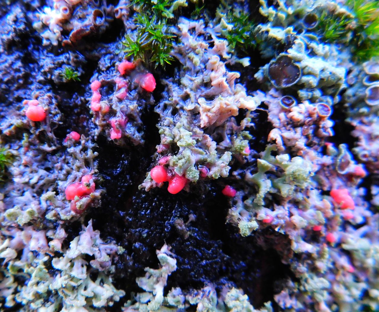 Иллоспориопсис Кристиансена (Illosporiopsis christiansenii)