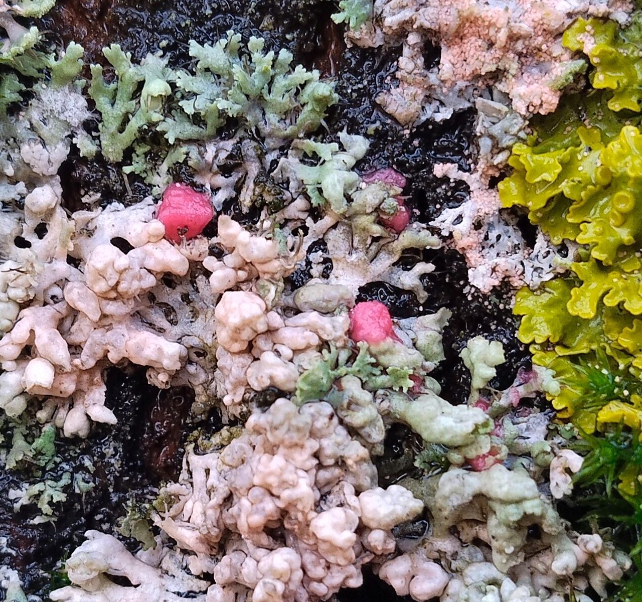 Иллоспориопсис Кристиансена (Illosporiopsis christiansenii)