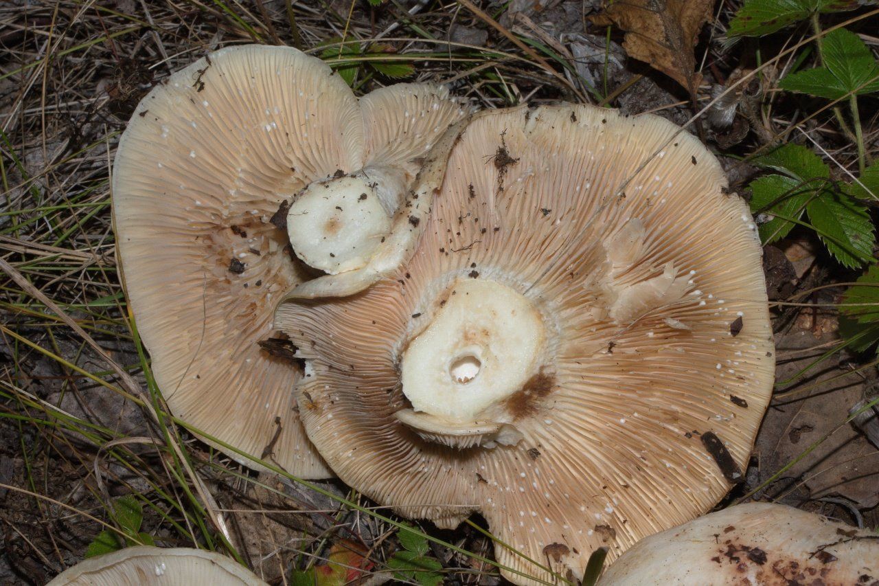 Груздь осиновый (Lactarius controversus)