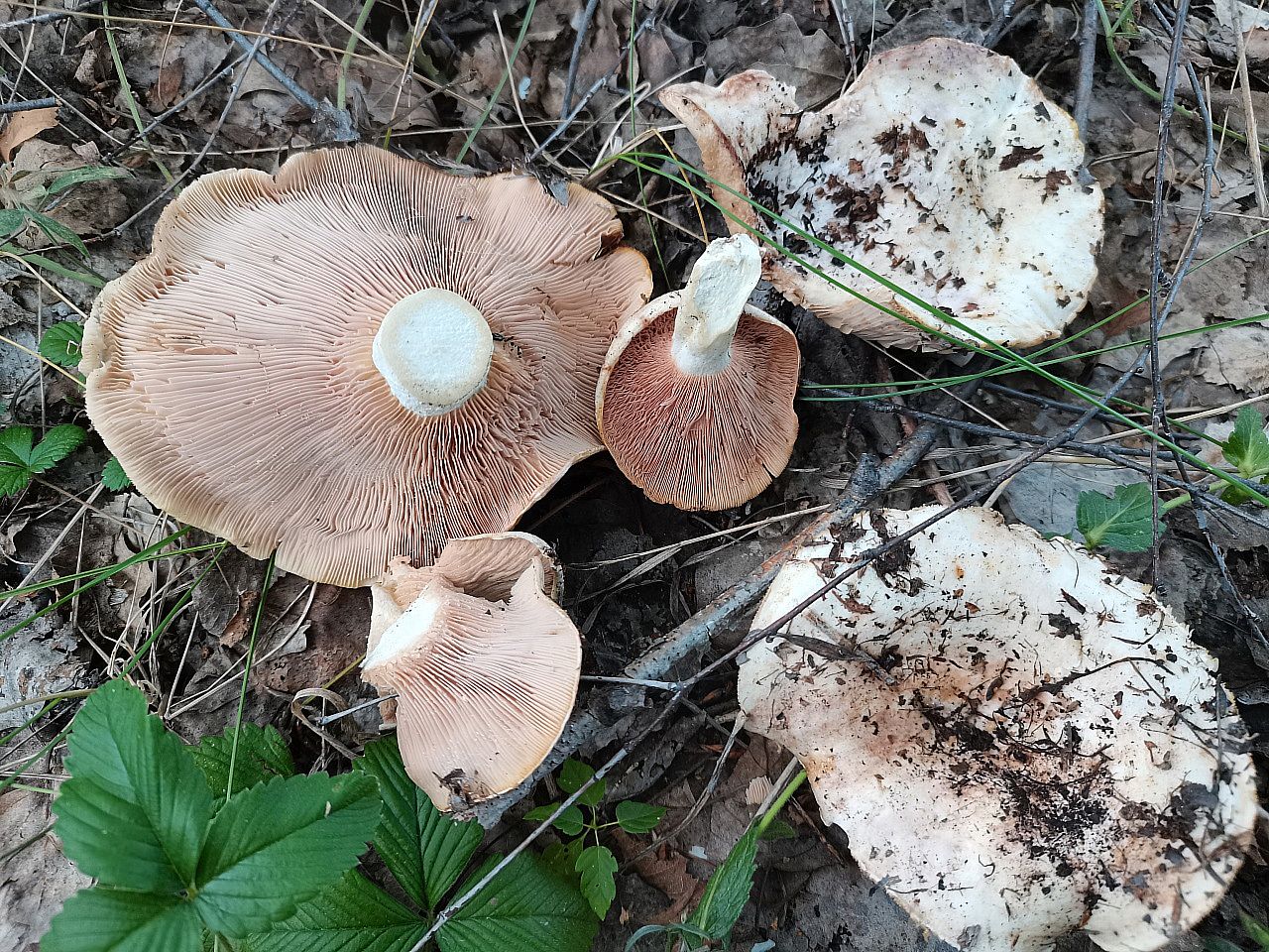 Груздь осиновый (Lactarius controversus)