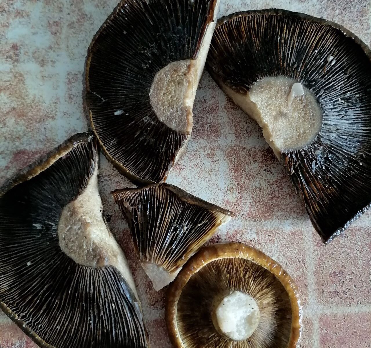 Lactarius necator - почернение пластин