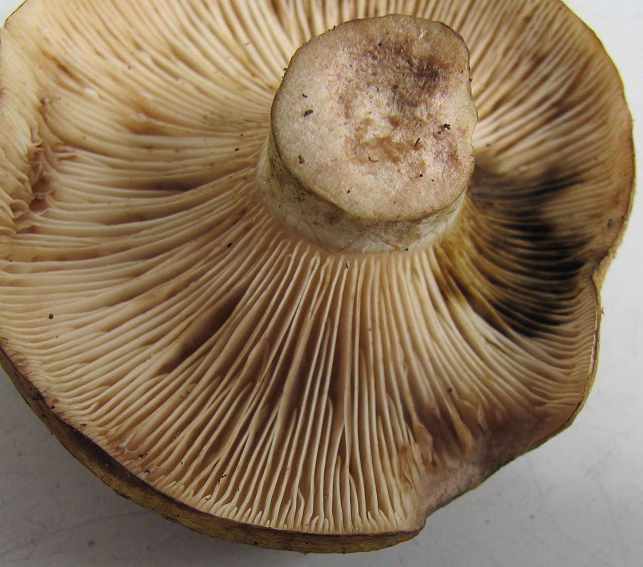Lactarius necator - почернение пластин