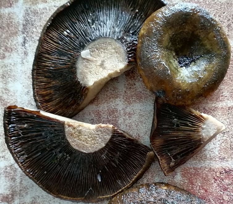 Lactarius necator - почернение пластин