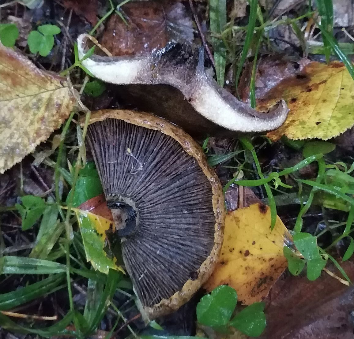 Lactarius necator - почернение пластин