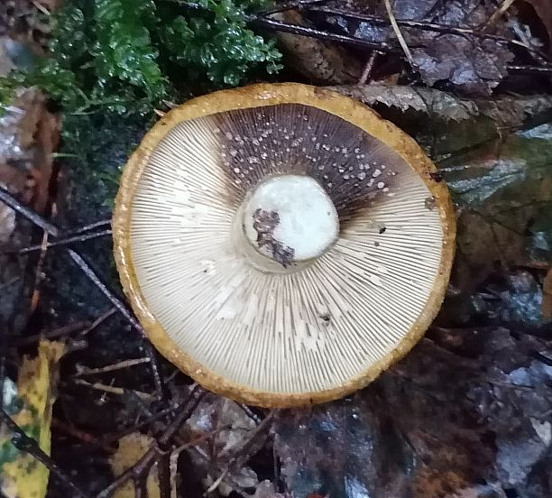 Lactarius necator - почернение пластин