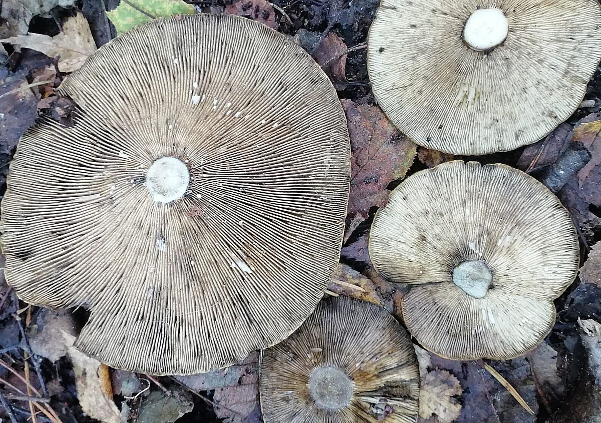 Lactarius necator - почернение пластин