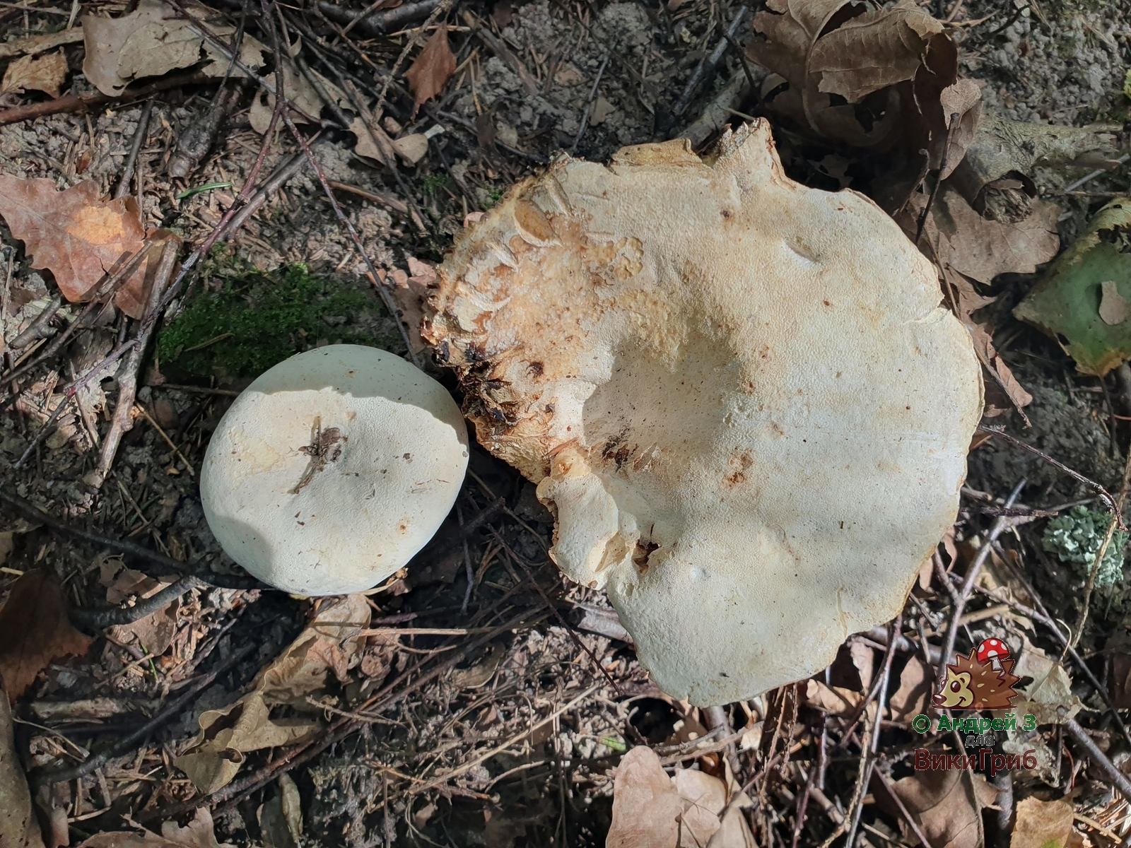 Lactifluus_bertillonii