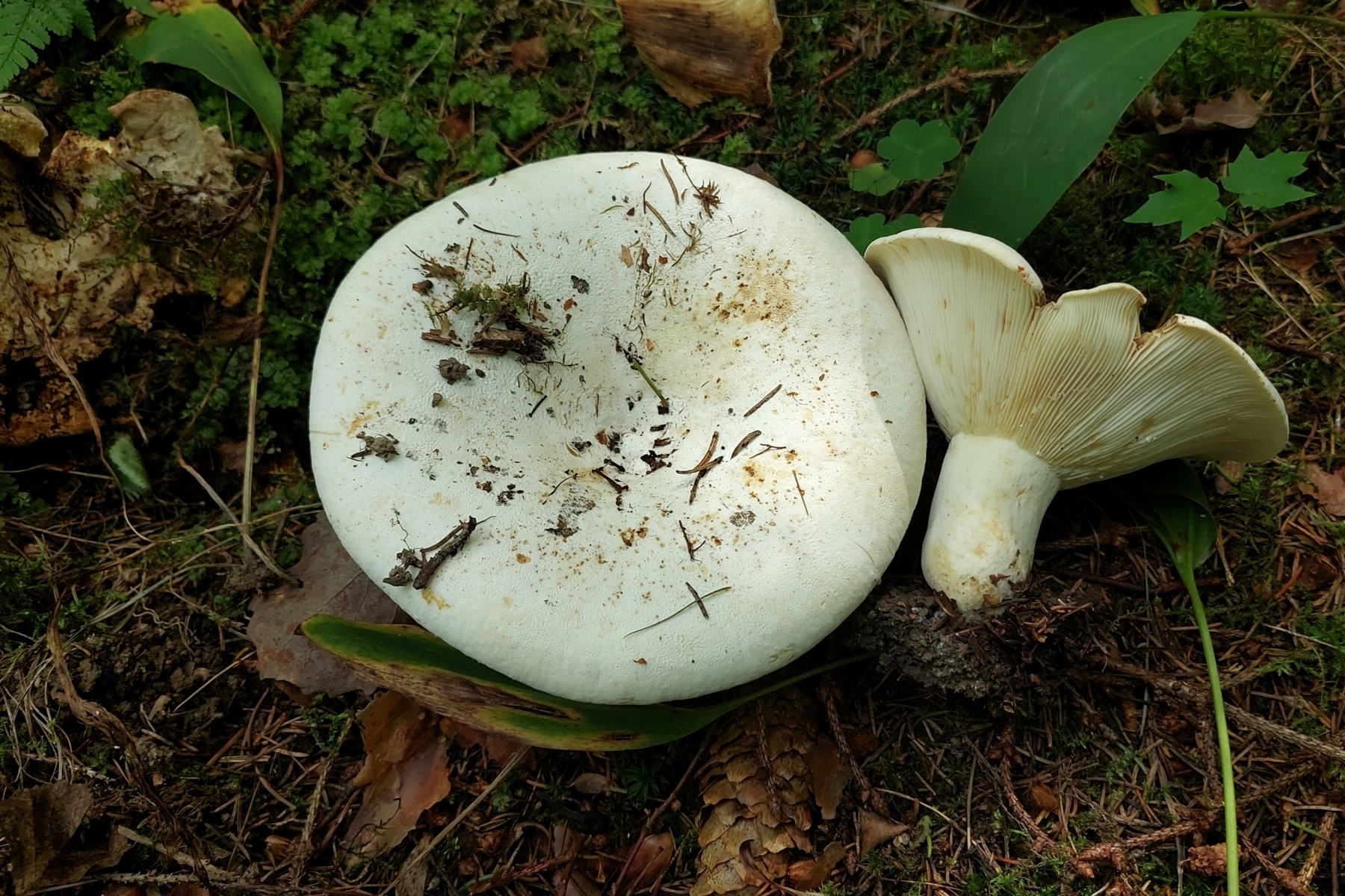 Lactifluus_bertillonii