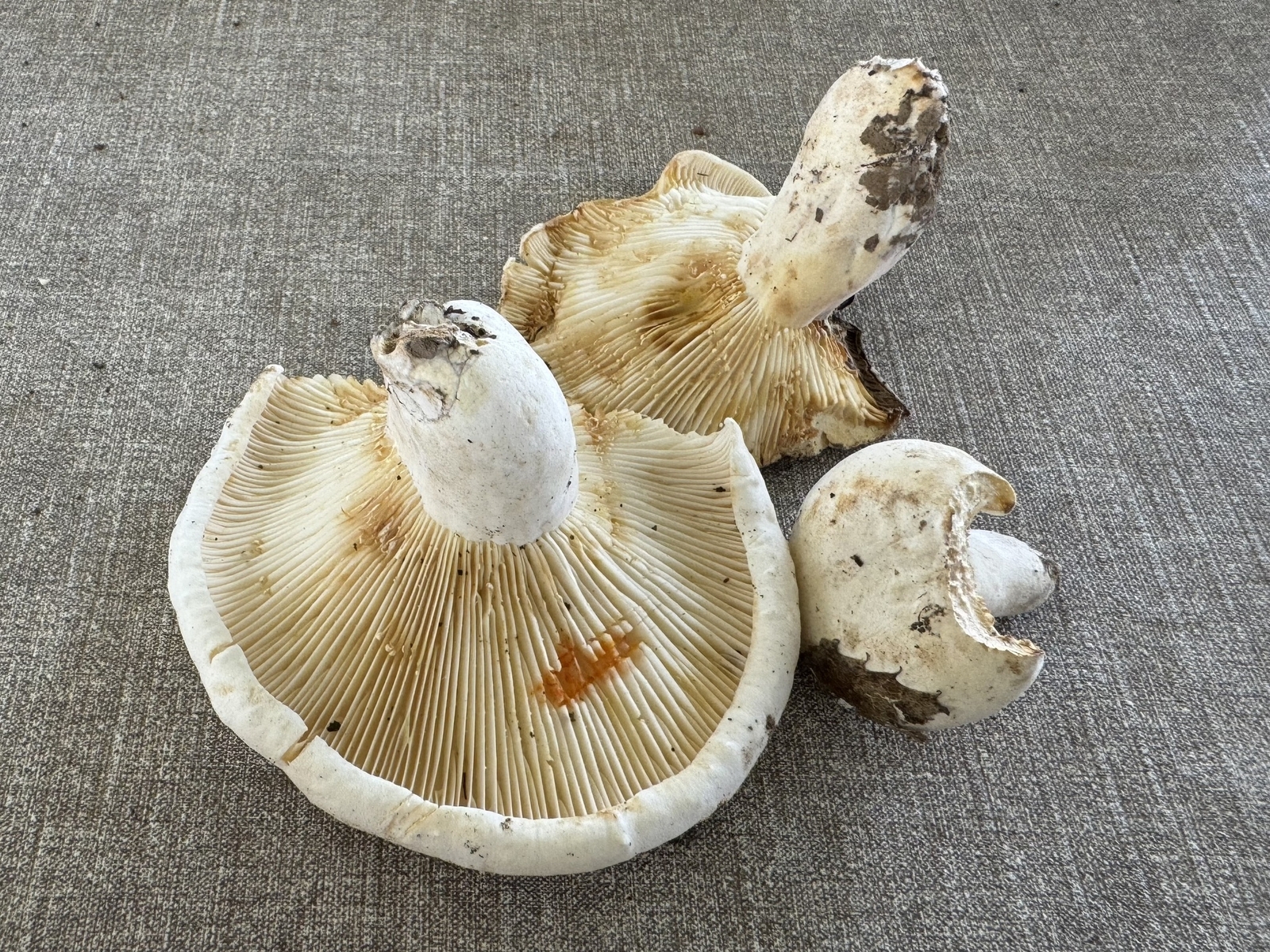 Lactifluus_bertillonii