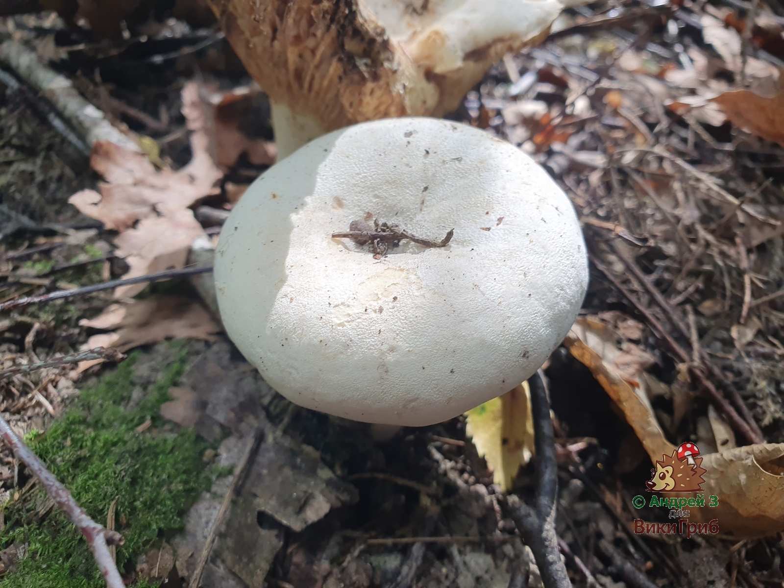 Lactifluus_bertillonii