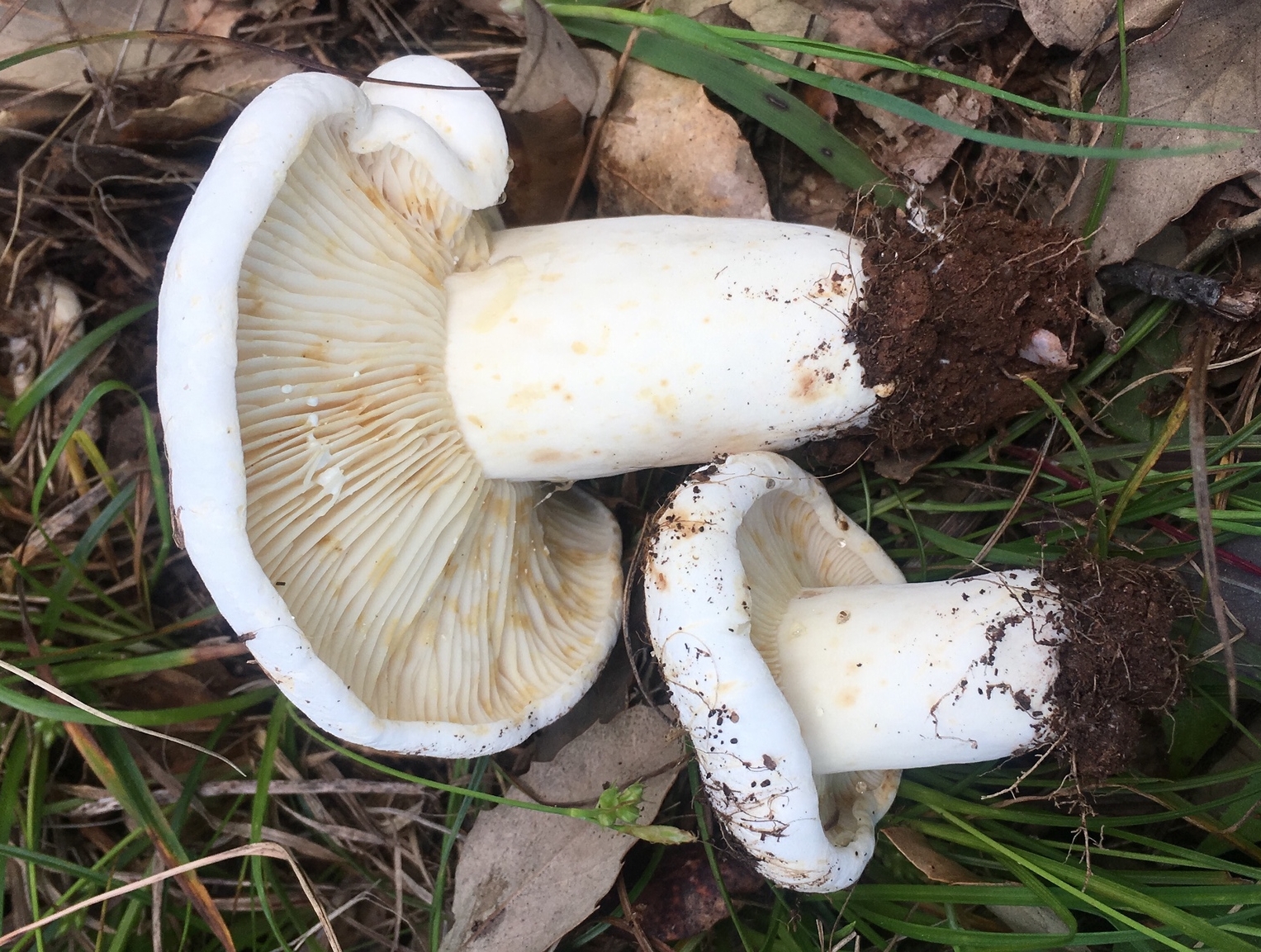Lactifluus_bertillonii