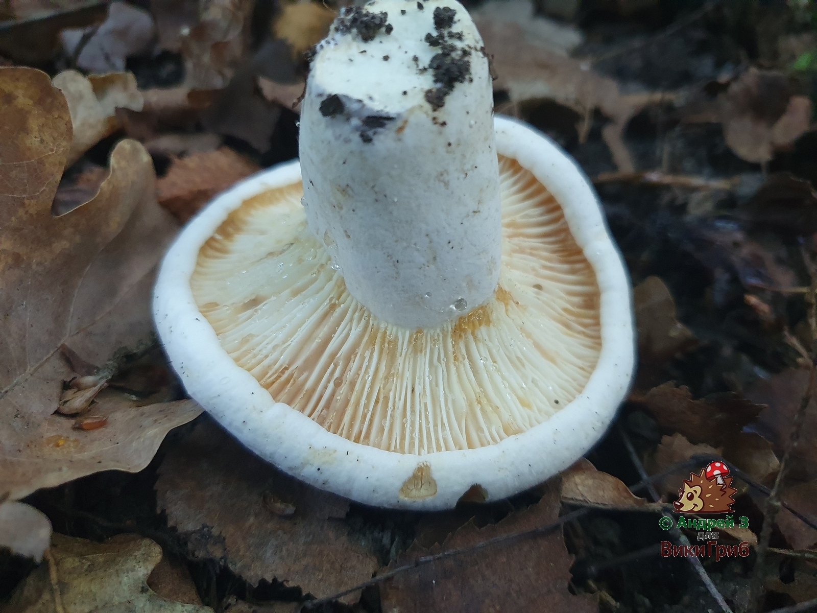 Lactifluus_bertillonii