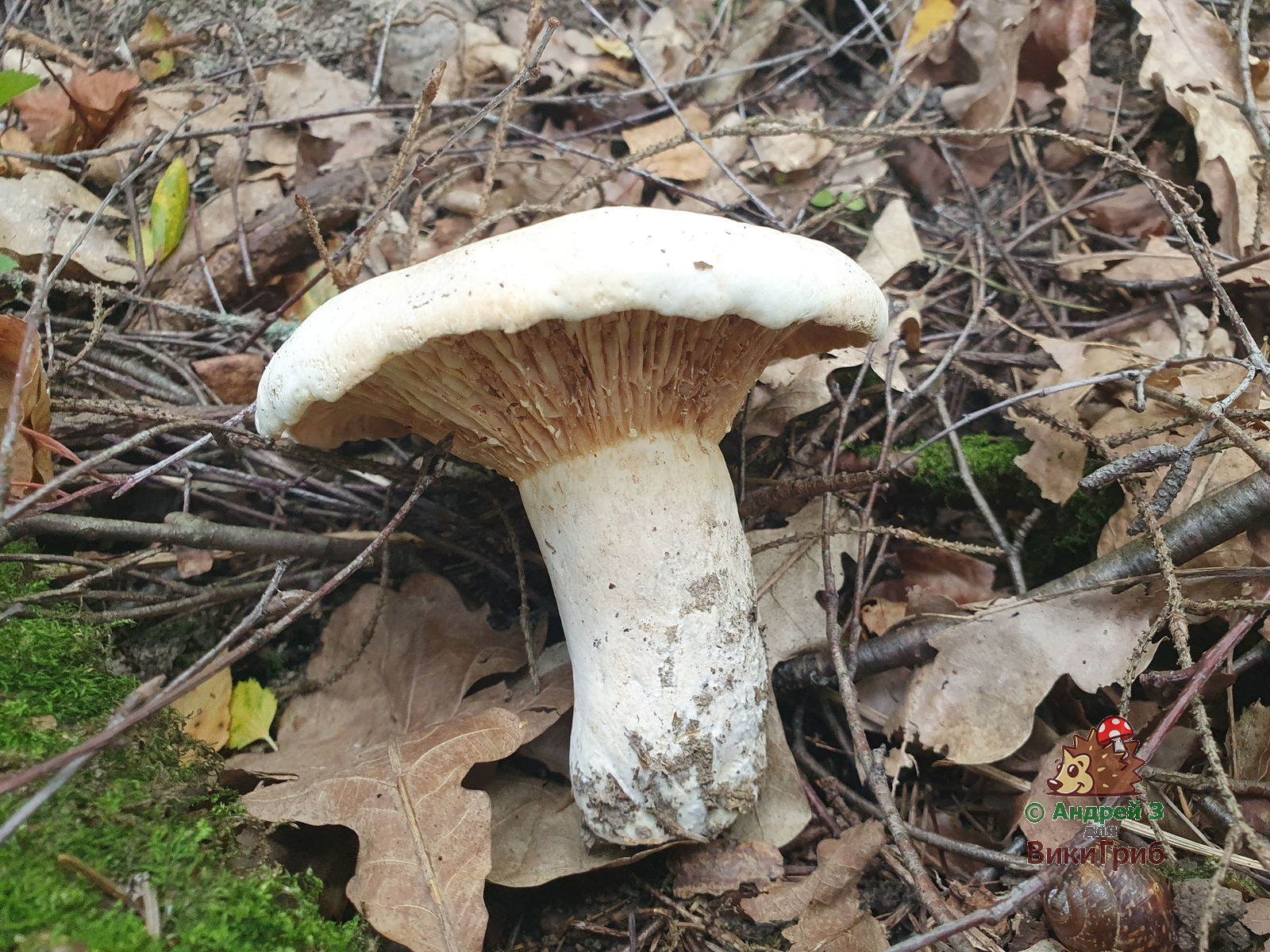 Lactifluus_bertillonii