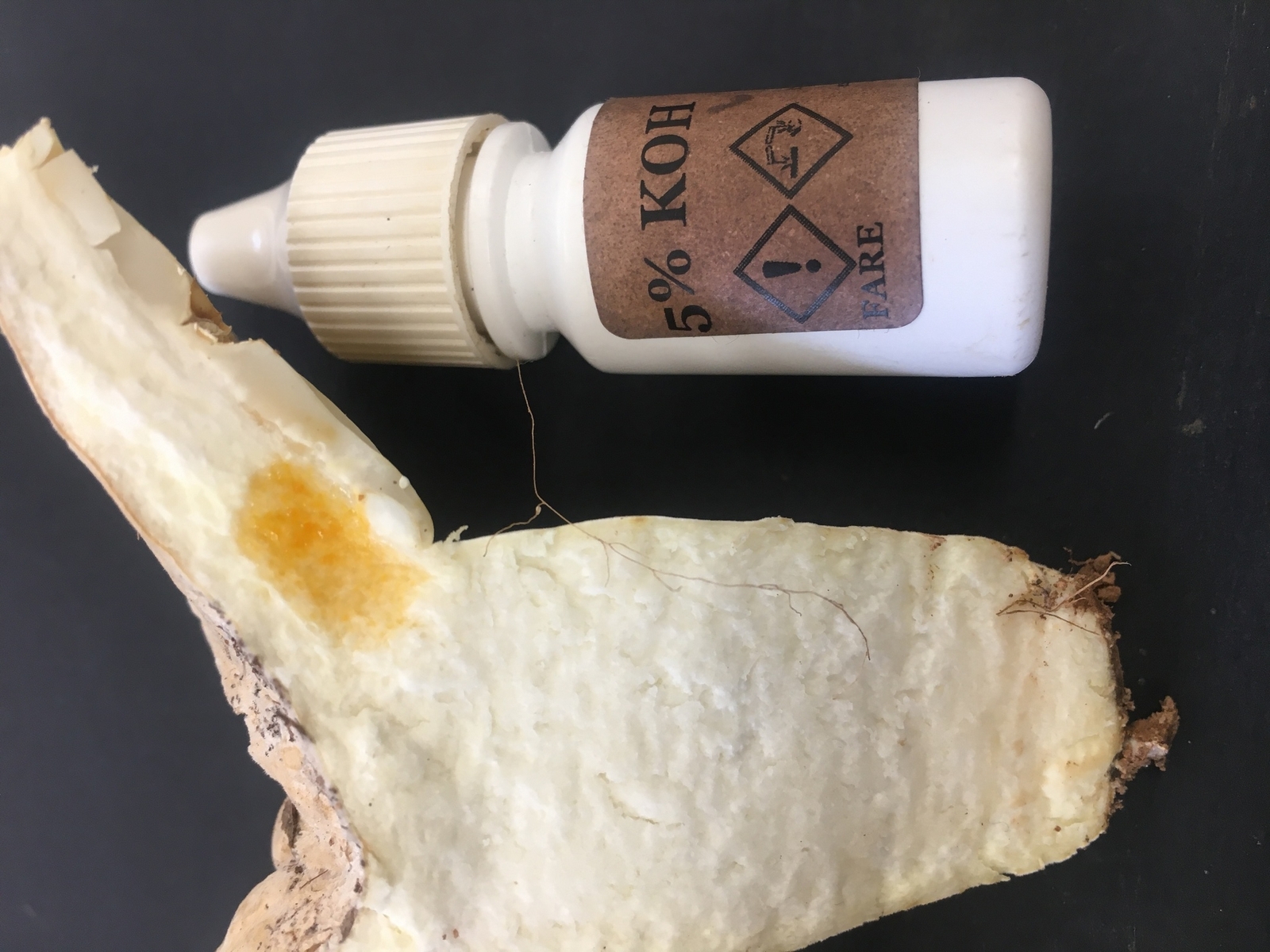 Lactifluus_bertillonii