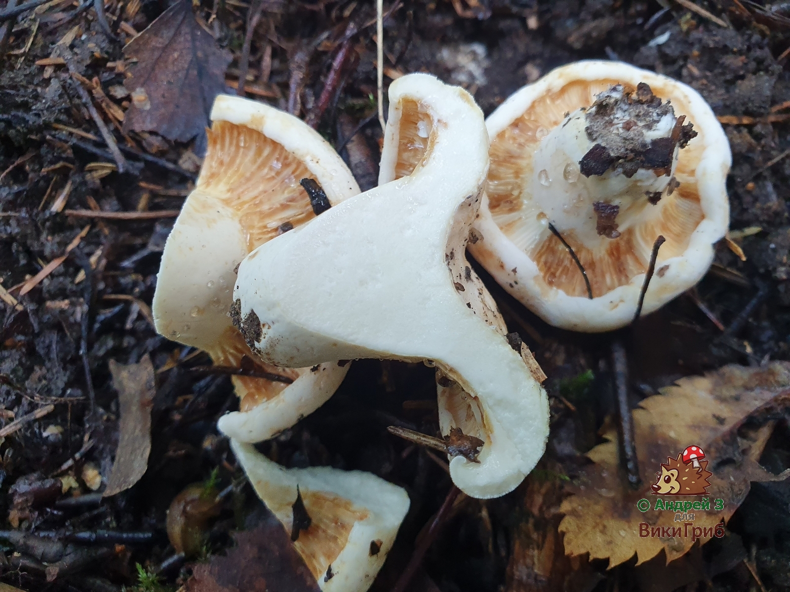 Lactifluus_bertillonii