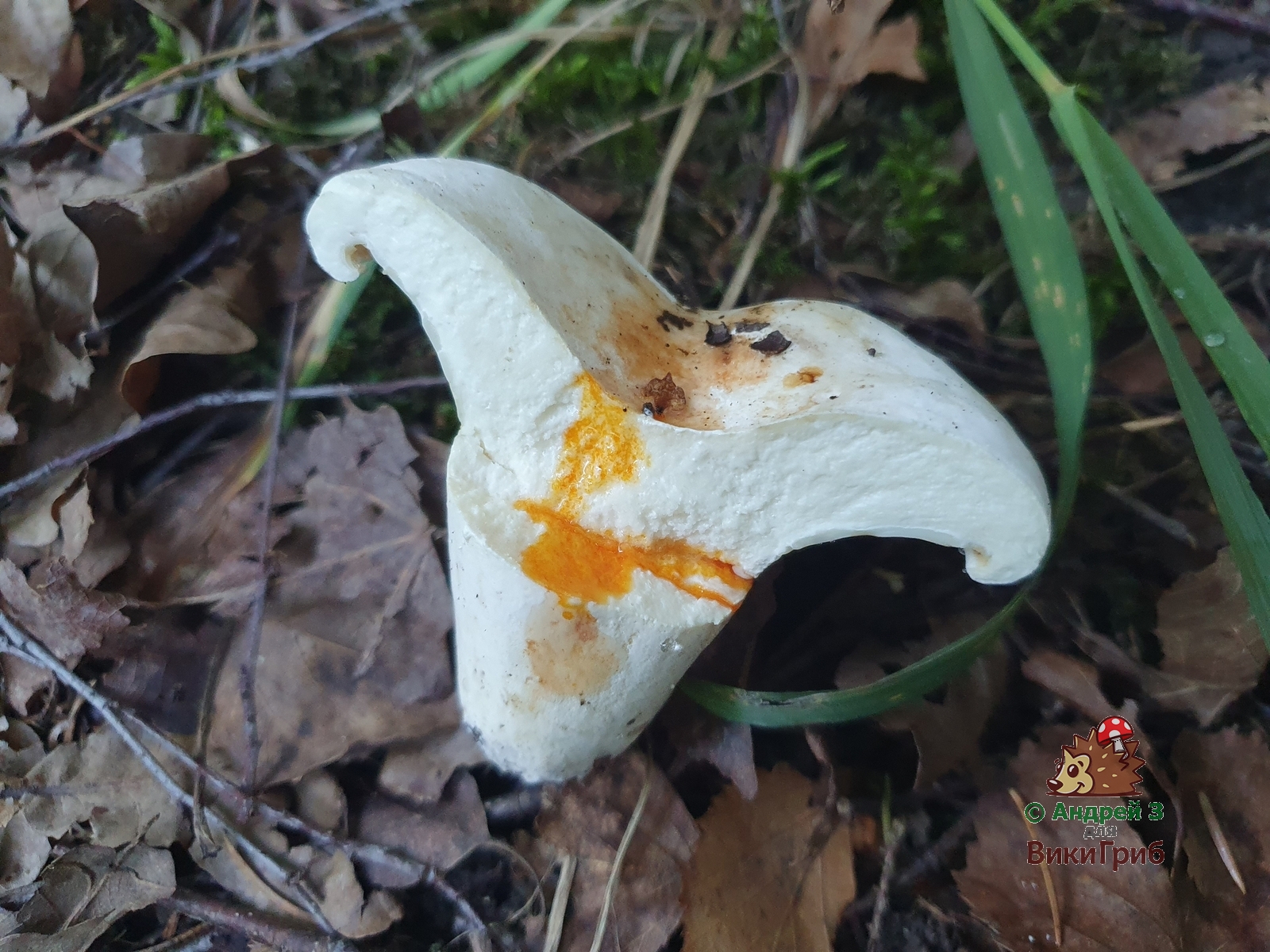 Lactifluus_bertillonii