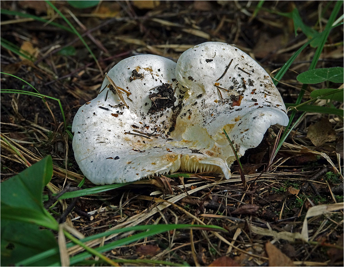Lactifluus_vellereus