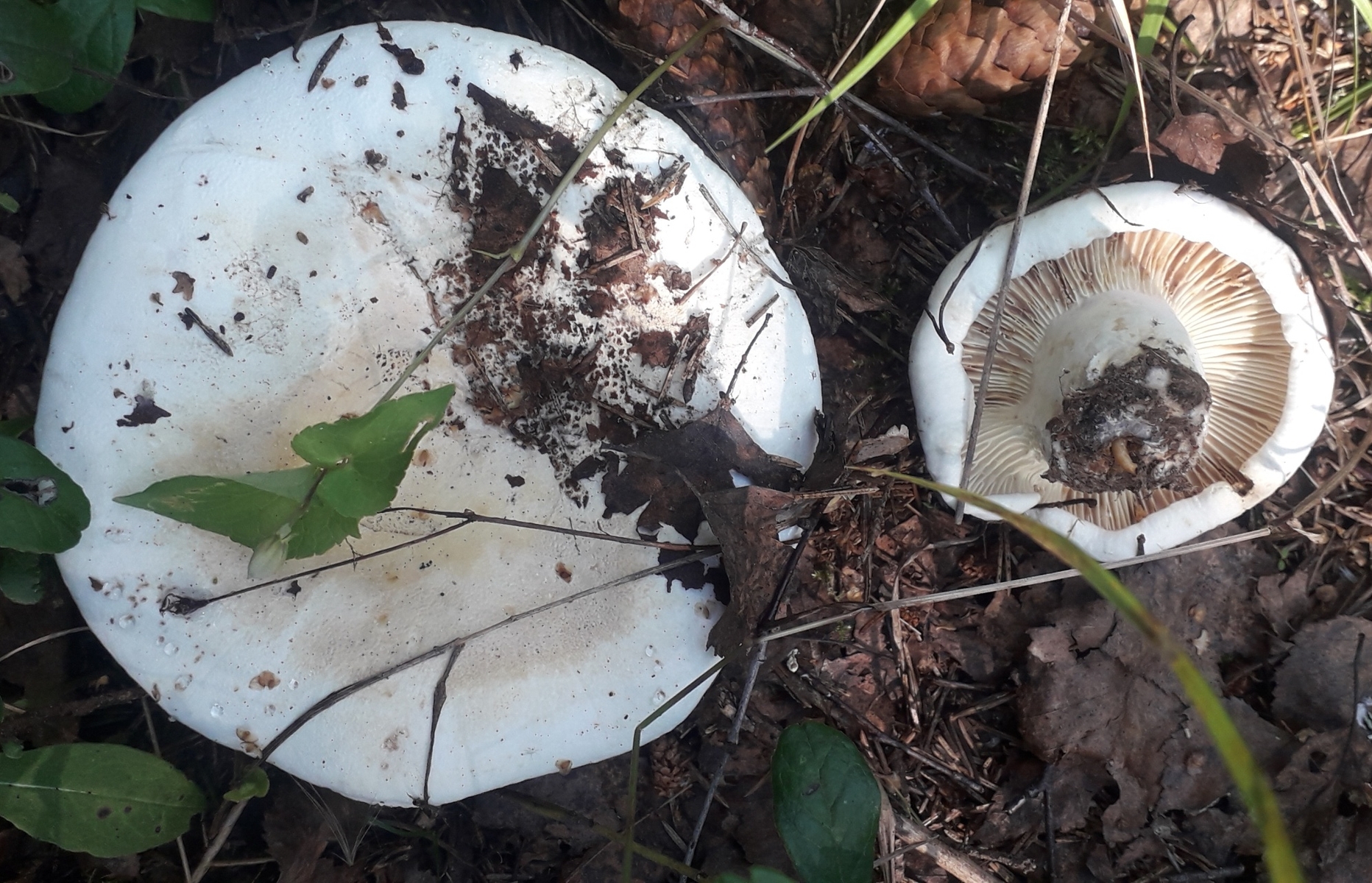 Lactifluus_vellereus