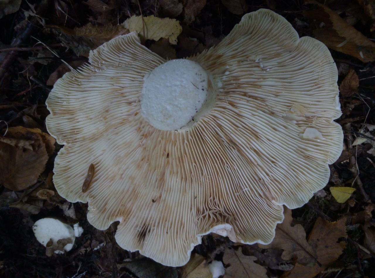 Lactifluus_vellereus