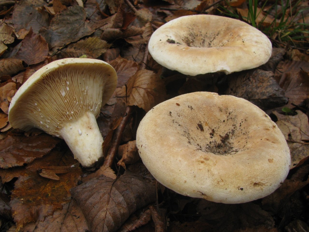 Lactifluus_vellereus