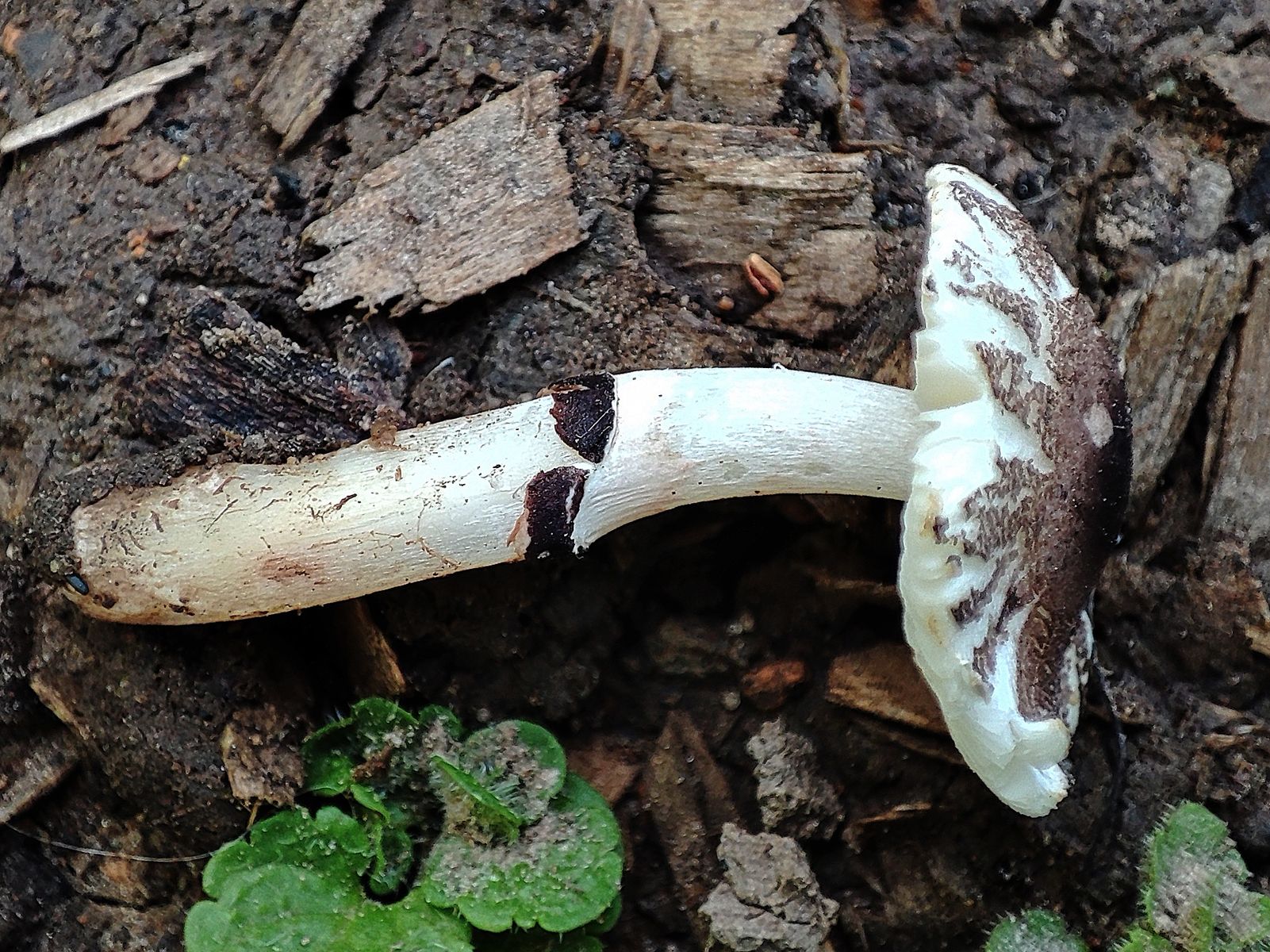 Лепиота лиловая - Lepiota lilacea