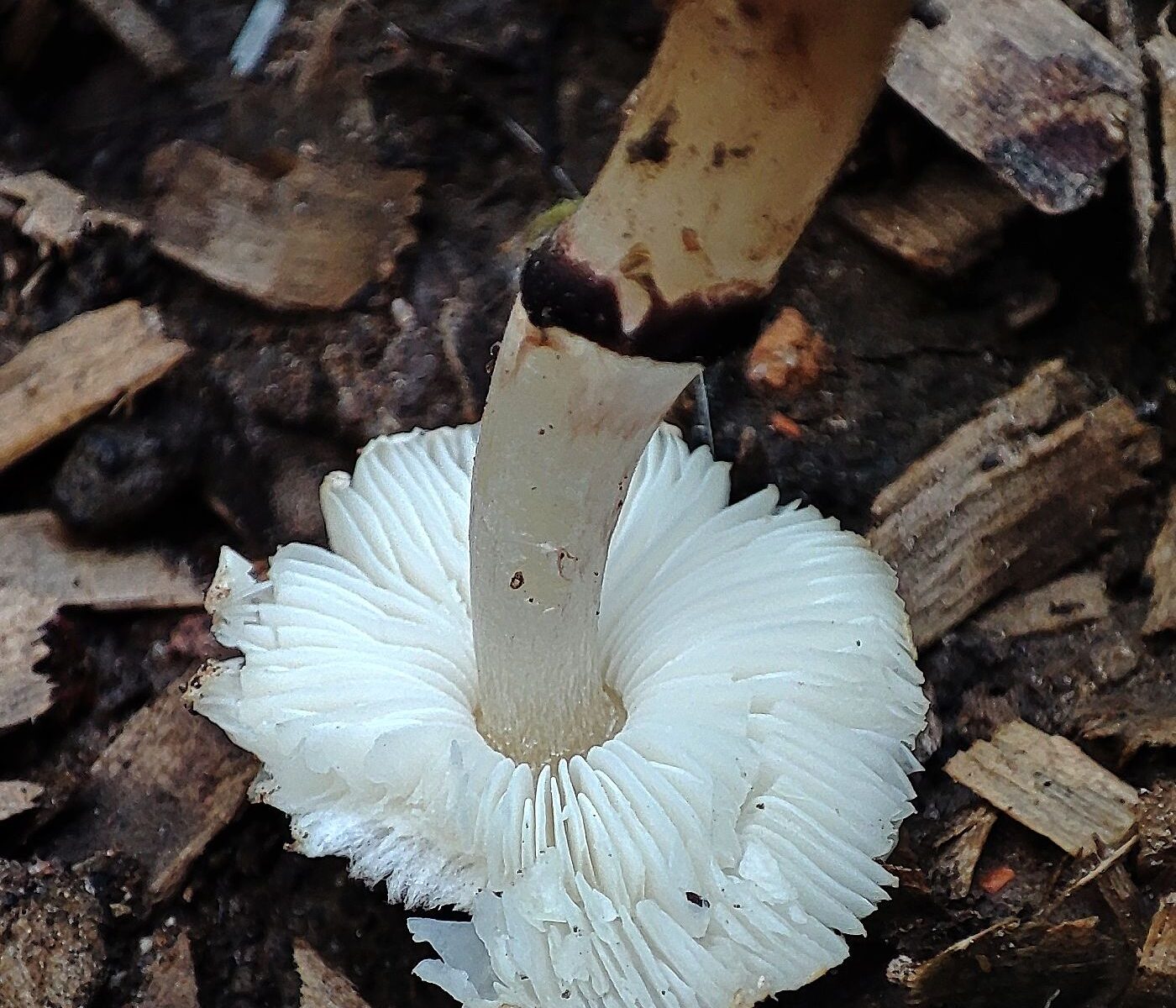 Лепиота лиловая - Lepiota lilacea