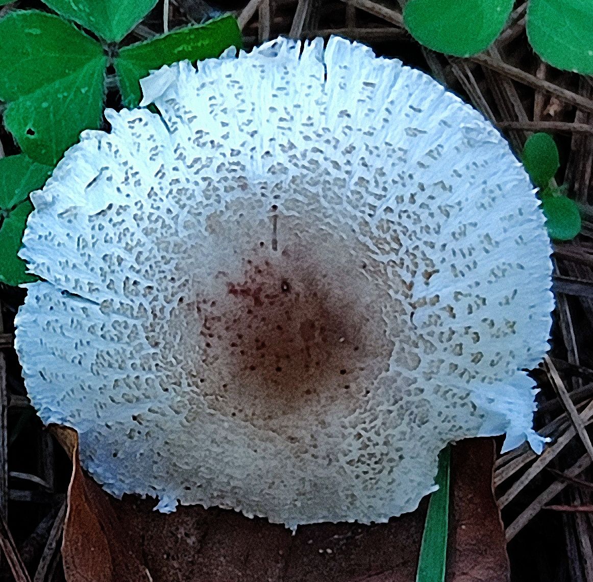 Лепиота лиловая - Lepiota lilacea