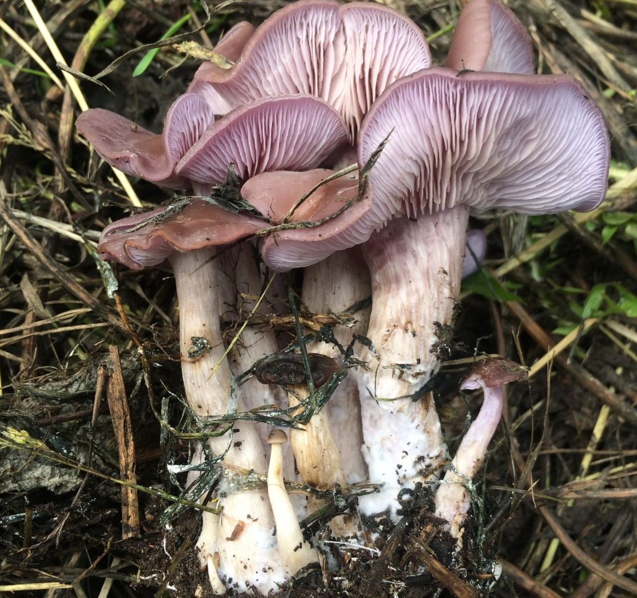 Рядовка сорная (Lepista sordida)