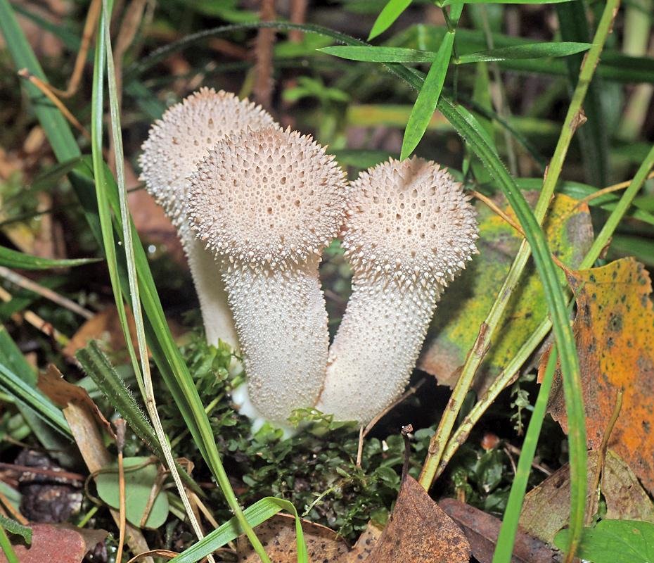 Дождевик съедобный (Lycoperdon perlatum)