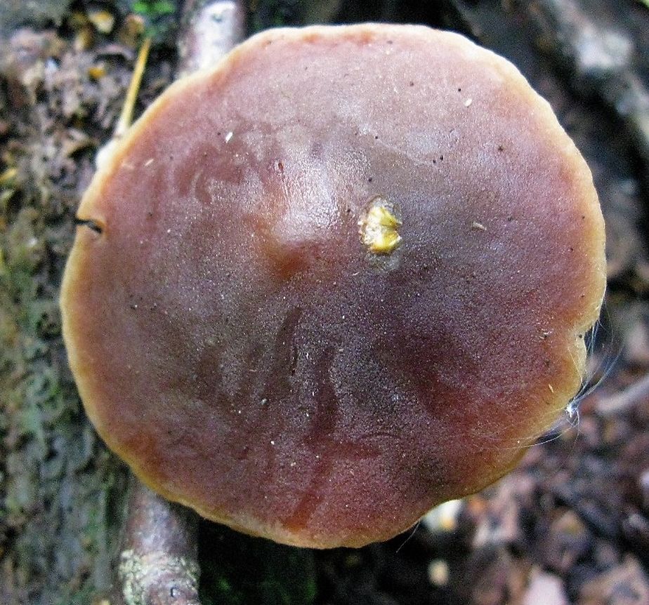 Макроцистидия огуречная (Macrocystidia cucumis)