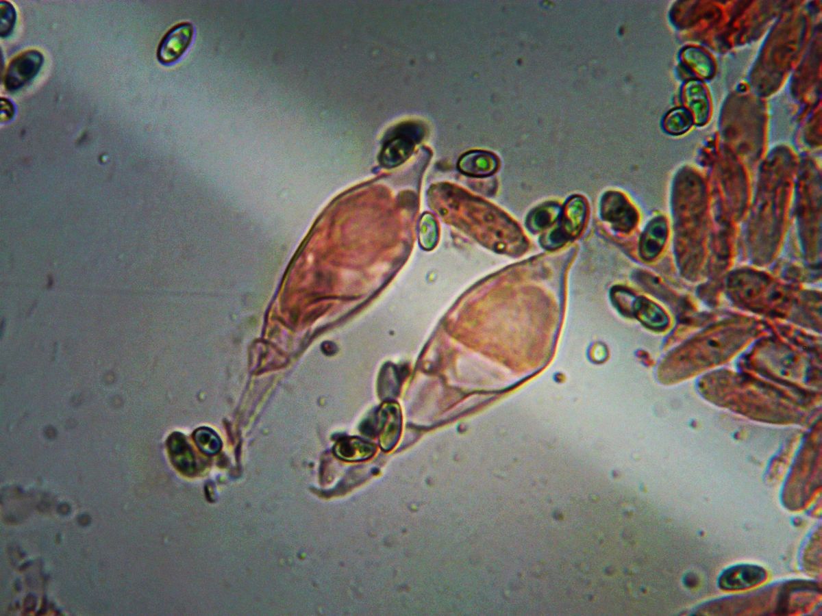 Макроцистидия огуречная (Macrocystidia cucumis) - цистидии