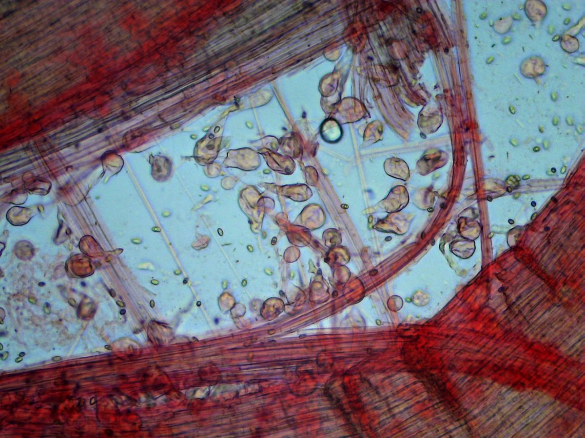 Макроцистидия огуречная (Macrocystidia cucumis) - каулоцистиды