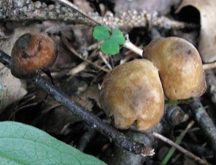 Негниючник соприкасающийся (Marasmius cohaerens)