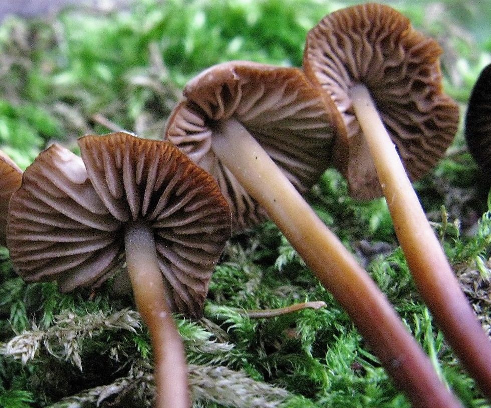 Негниючник соприкасающийся (Marasmius cohaerens)