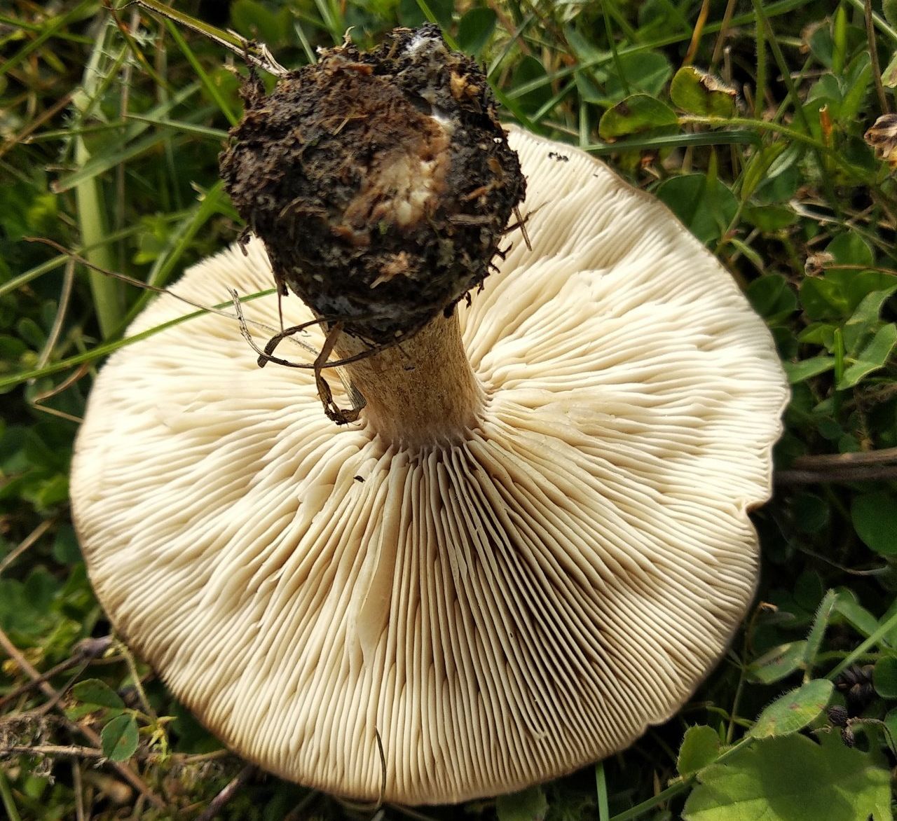 Меланолеука коротконожковая (Melanoleuca brevipes)