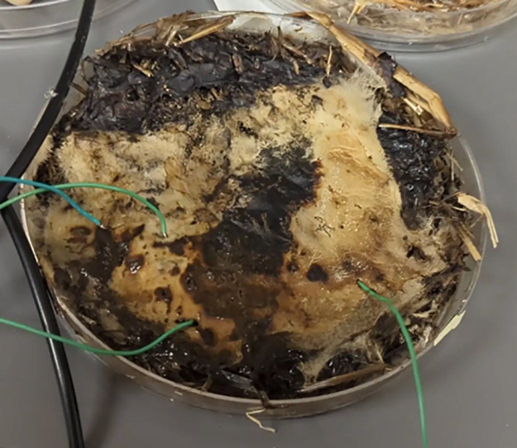 Мемристоры на основе шиитаке