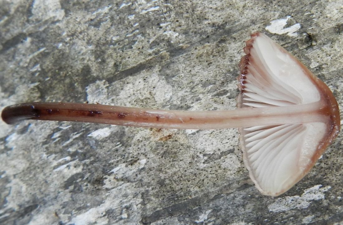 Мицена кровяноножковая (Mycena haematopus)