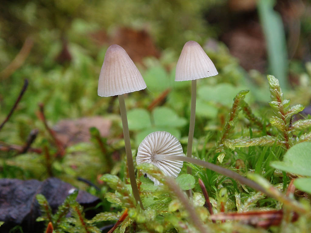 Мицены грибы фото