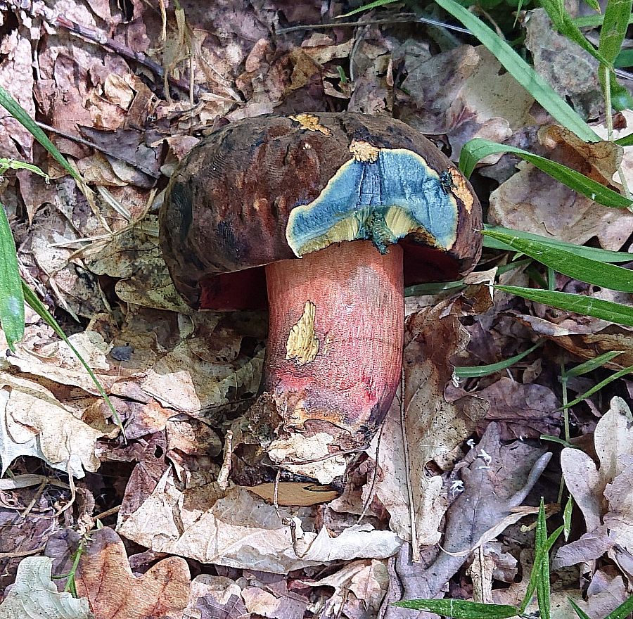 Дубовик крапчатый (Neoboletus luridiformis)
