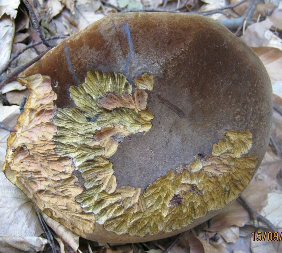 Дубовик крапчатый (Neoboletus luridiformis)