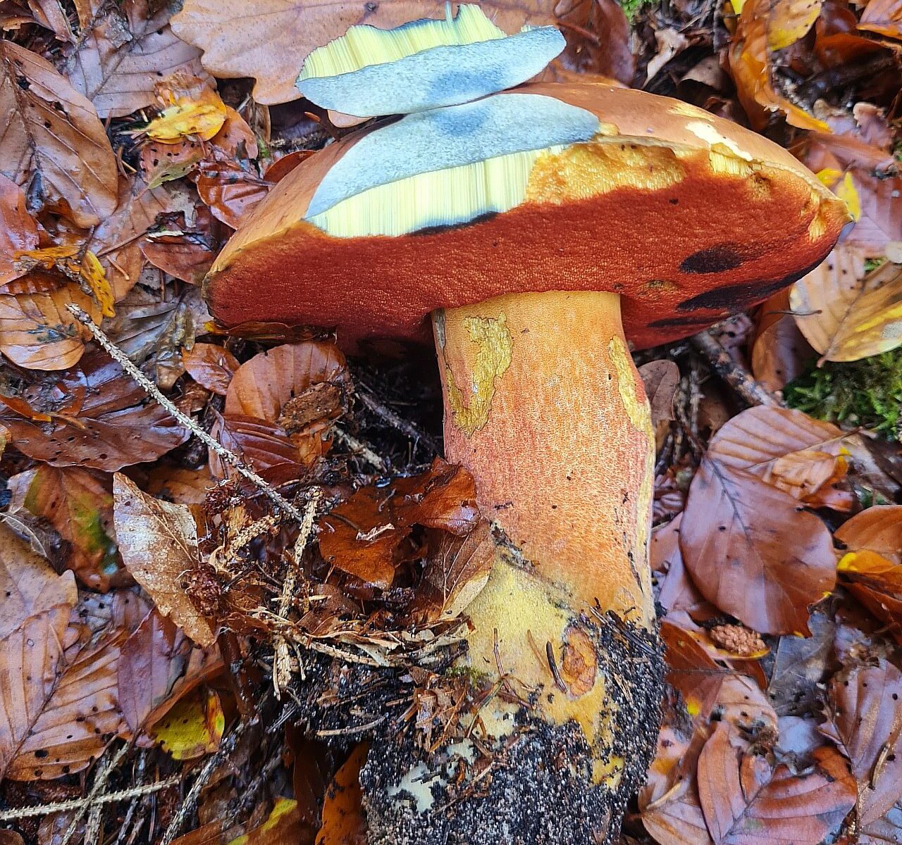 Дубовик крапчатый (Neoboletus luridiformis)