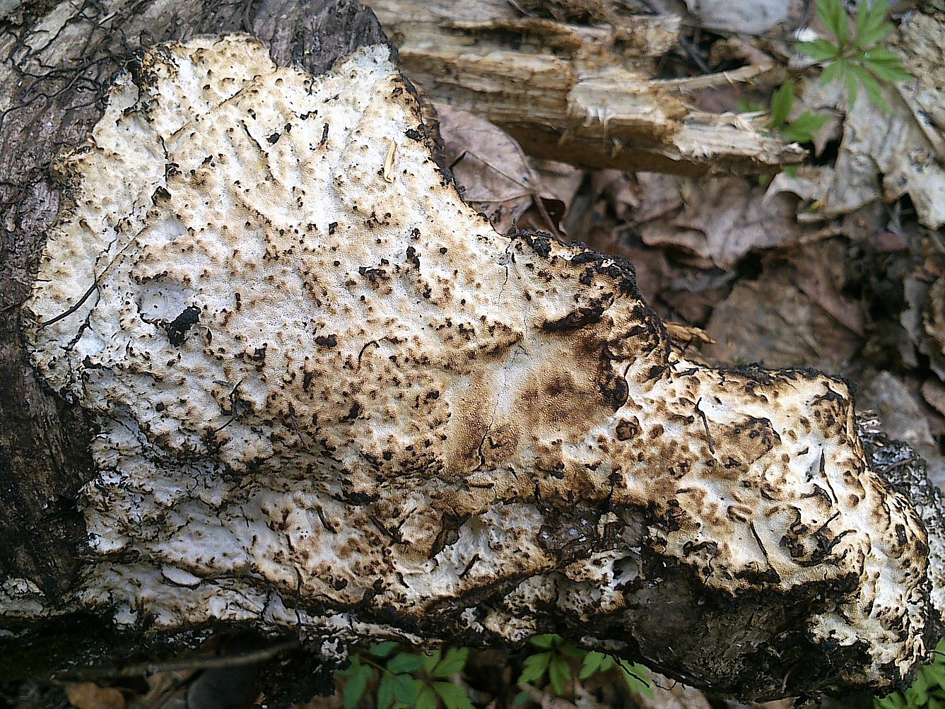 Оксипорус корковый (Oxyporus corticola)